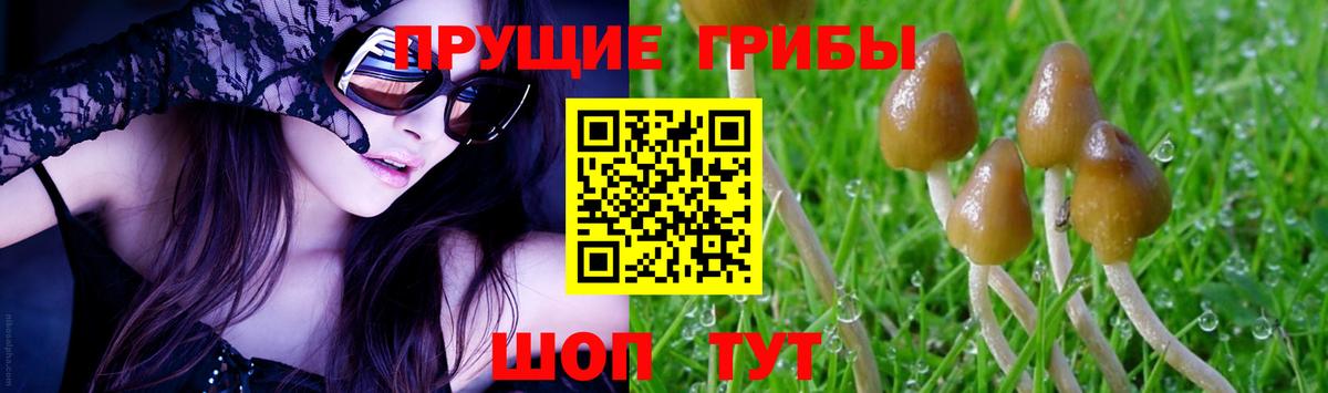 Псилоцибиновые грибы GOLDEN TEACHER Старая Купавна